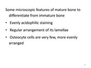 Some microscopic features of mature bone to
differentiate from immature bone
• Evenly acidophilic staining
• Regular arrangement of its lamellae
• Osteocyte cells are very few, more evenly
arranged
24
 