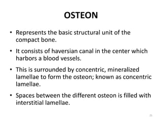 OSTEON
• Represents the basic structural unit of the
compact bone.
• It consists of haversian canal in the center which
harbors a blood vessels.
• This is surrounded by concentric, mineralized
lamellae to form the osteon; known as concentric
lamellae.
• Spaces between the different osteon is filled with
interstitial lamellae.
25
 