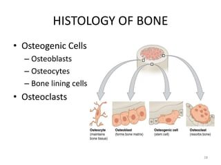 HISTOLOGY OF BONE
• Osteogenic Cells
– Osteoblasts
– Osteocytes
– Bone lining cells
• Osteoclasts
28
 