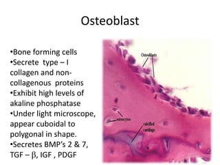 Osteoblast
•Bone forming cells
•Secrete type – I
collagen and non-
collagenous proteins
•Exhibit high levels of
akaline phosphatase
•Under light microscope,
appear cuboidal to
polygonal in shape.
•Secretes BMP’s 2 & 7,
TGF – b, IGF , PDGF 29
 
