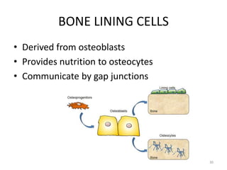 BONE LINING CELLS
• Derived from osteoblasts
• Provides nutrition to osteocytes
• Communicate by gap junctions
30
 