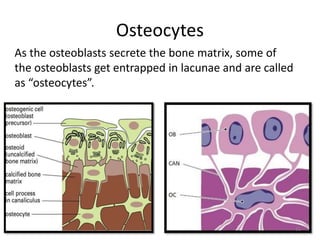 Osteocytes
As the osteoblasts secrete the bone matrix, some of
the osteoblasts get entrapped in lacunae and are called
as “osteocytes”.
31
 