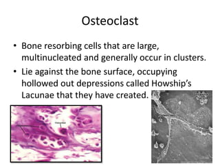 • Bone resorbing cells that are large,
multinucleated and generally occur in clusters.
• Lie against the bone surface, occupying
hollowed out depressions called Howship’s
Lacunae that they have created.
Osteoclast
32
 