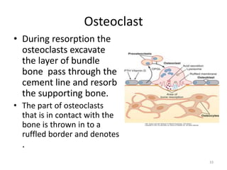 • During resorption the
osteoclasts excavate
the layer of bundle
bone pass through the
cement line and resorb
the supporting bone.
• The part of osteoclasts
that is in contact with the
bone is thrown in to a
ruffled border and denotes
.
Osteoclast
33
 