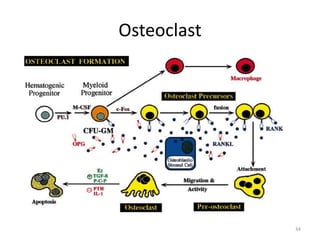 Osteoclast
34
 