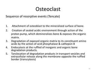 Sequence of resorptive events (Tencate)
1. Attachment of osteoblast to the mineralized surface of bone.
2. Creation of sealed acidic environment through action of the
proton pump, which demineralizes bone & exposes the organic
matrix.
3. Degradation of exposed organic matrix to its constituent amino
acids by the action of acid phosphatase & cathepsin B
4. Endocytosis at the ruffled of inorganic and organic bone
degradation products.
5. Tanslocation of degradation products in transport vesicles and
extracellular release along the membrane opposite the ruffled
border (transcytosis)
Osteoclast
35
 