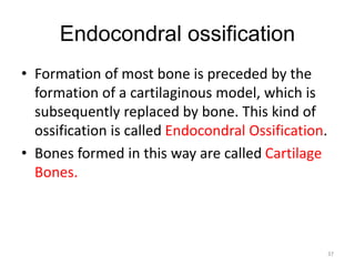 Endocondral ossification
• Formation of most bone is preceded by the
formation of a cartilaginous model, which is
subsequently replaced by bone. This kind of
ossification is called Endocondral Ossification.
• Bones formed in this way are called Cartilage
Bones.
37
 