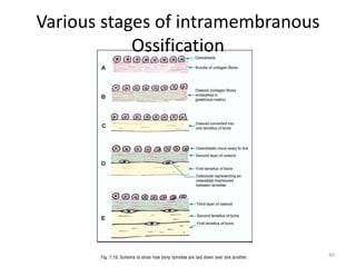 Various stages of intramembranous
Ossification
40
 