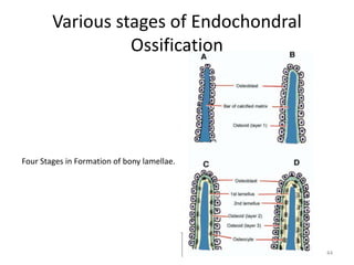 Various stages of Endochondral
Ossification
Four Stages in Formation of bony lamellae.
44
 