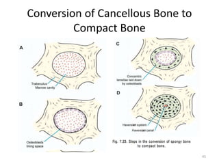 Conversion of Cancellous Bone to
Compact Bone
45
 