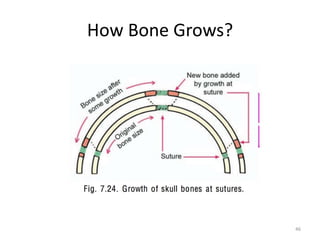 How Bone Grows?
GROWTH OF BONES AT SUTURES
46
 