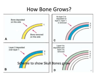 How Bone Grows?
Scheme to show Skull Bones grow
47
 