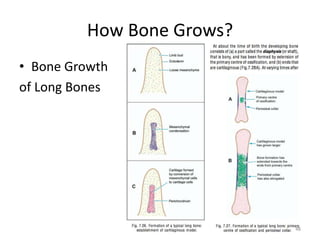 How Bone Grows?
• Bone Growth
of Long Bones
48
 