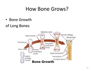 How Bone Grows?
• Bone Growth
of Long Bones
49
 