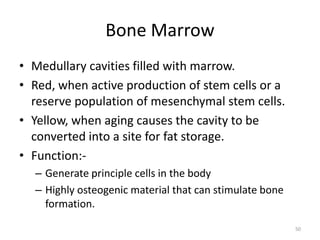 Bone Marrow
• Medullary cavities filled with marrow.
• Red, when active production of stem cells or a
reserve population of mesenchymal stem cells.
• Yellow, when aging causes the cavity to be
converted into a site for fat storage.
• Function:-
– Generate principle cells in the body
– Highly osteogenic material that can stimulate bone
formation.
50
 