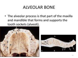 ALVEOLAR BONE
• The alveolar process is that part of the maxilla
and mandible that forms and supports the
tooth sockets (alveoli).
51
 