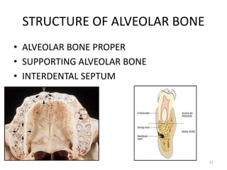 STRUCTURE OF ALVEOLAR BONE
• ALVEOLAR BONE PROPER
• SUPPORTING ALVEOLAR BONE
• INTERDENTAL SEPTUM
52
 