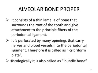 ALVEOLAR BONE PROPER
 It consists of a thin lamella of bone that
surrounds the root of the tooth and give
attachment to the principle fibers of the
periodontal ligament.
 It is perforated by many openings that carry
nerves and blood vessels into the periodontal
ligament. Therefore it is called as “ cribriform
plate”.
Histologically it is also called as “ bundle bone”.
53
 