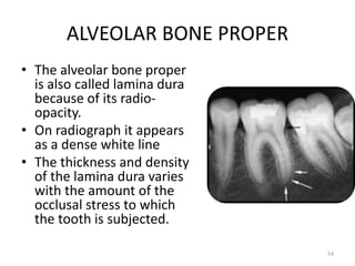 ALVEOLAR BONE PROPER
• The alveolar bone proper
is also called lamina dura
because of its radio-
opacity.
• On radiograph it appears
as a dense white line
• The thickness and density
of the lamina dura varies
with the amount of the
occlusal stress to which
the tooth is subjected.
54
 