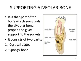 SUPPORTING ALVEOLAR BONE
• It is that part of the
bone which surrounds
the alveolar bone
proper and gives
support to the sockets.
• It consists of two parts:
1. Cortical plates
2. Spongy bone
55
 