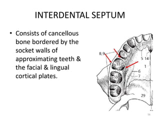INTERDENTAL SEPTUM
• Consists of cancellous
bone bordered by the
socket walls of
approximating teeth &
the facial & lingual
cortical plates.
56
 