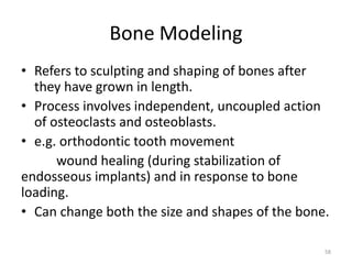 Bone Modeling
• Refers to sculpting and shaping of bones after
they have grown in length.
• Process involves independent, uncoupled action
of osteoclasts and osteoblasts.
• e.g. orthodontic tooth movement
wound healing (during stabilization of
endosseous implants) and in response to bone
loading.
• Can change both the size and shapes of the bone.
58
 