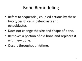 Bone Remodeling
• Refers to sequential, coupled actions by these
two types of cells (osteoclasts and
osteoblasts).
• Does not change the size and shape of bone.
• Removes a portion of old bone and replaces it
with new bone.
• Occurs throughout lifetime.
59
 