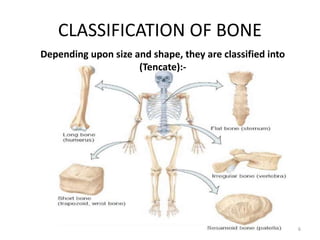 CLASSIFICATION OF BONE
Depending upon size and shape, they are classified into
(Tencate):-
6
 