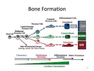 Bone Formation
64
 