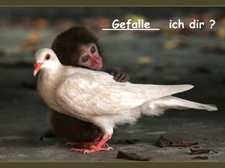 ________ ich dir ?Gefalle
 