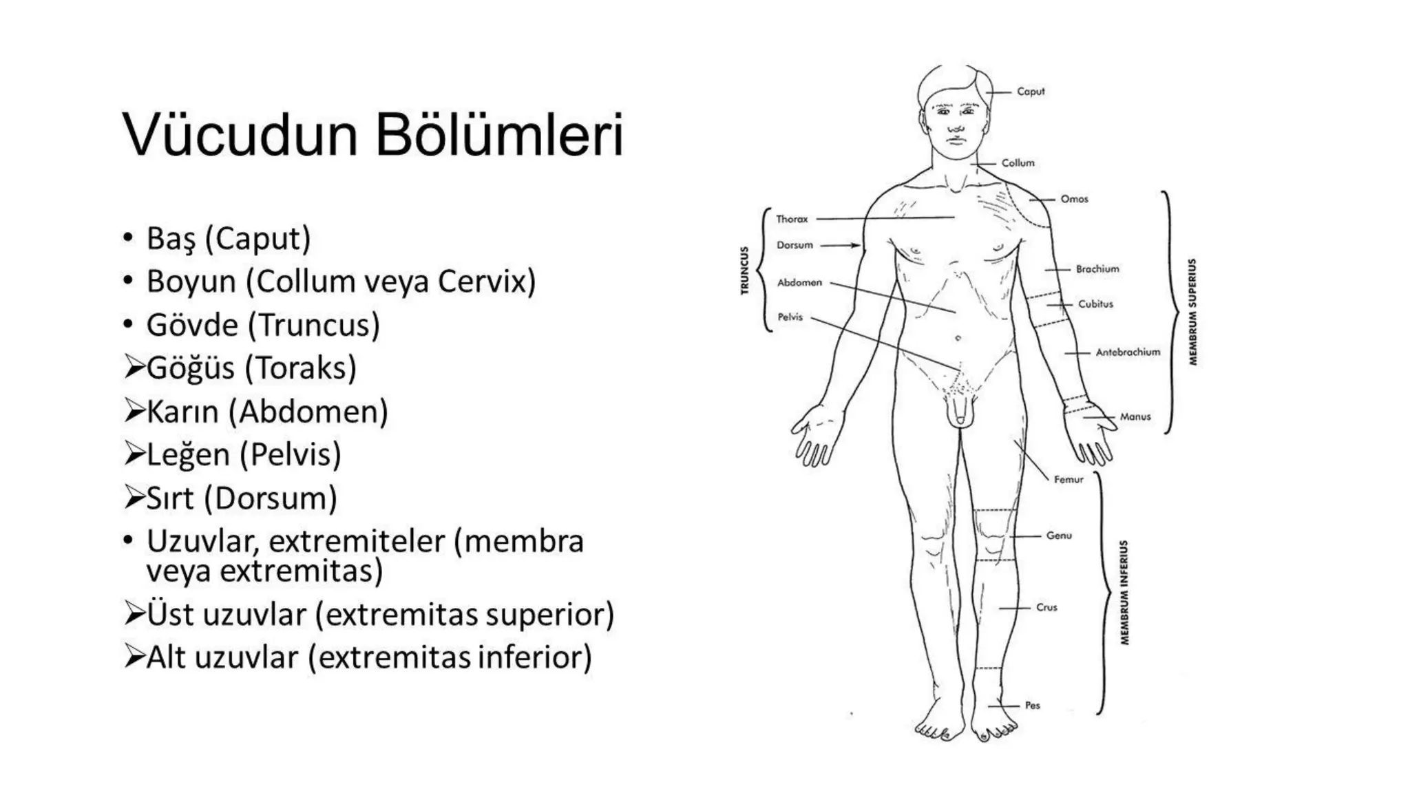 TIBBİ TERMİNOLOJİ