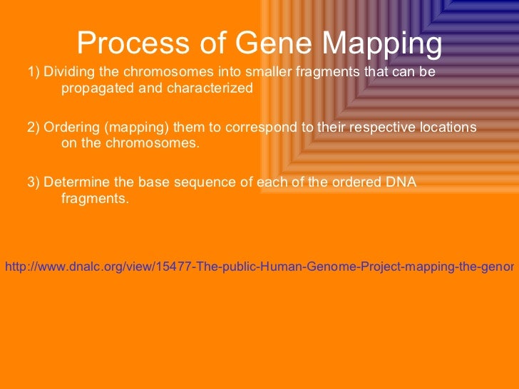 Gene Mapping By Lauren Mary