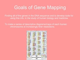 Goals of Gene Mapping Finding all of the genes in the DNA sequence and to develop tools for using this info. in the study of human biology and medicine. To make a series of descriptive diagrams/maps of each human chromosome at increasingly finer resolutions. 