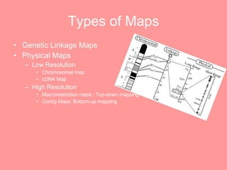 Types of Maps Genetic Linkage Maps Physical Maps Low Resolution Chromosomal map cDNA Map High Resolution Macrorestriction maps : Top-down mapping Contig Maps: Bottom-up mapping 