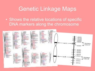 Genetic Linkage Maps Shows the relative locations of specific DNA markers along the chromosome 