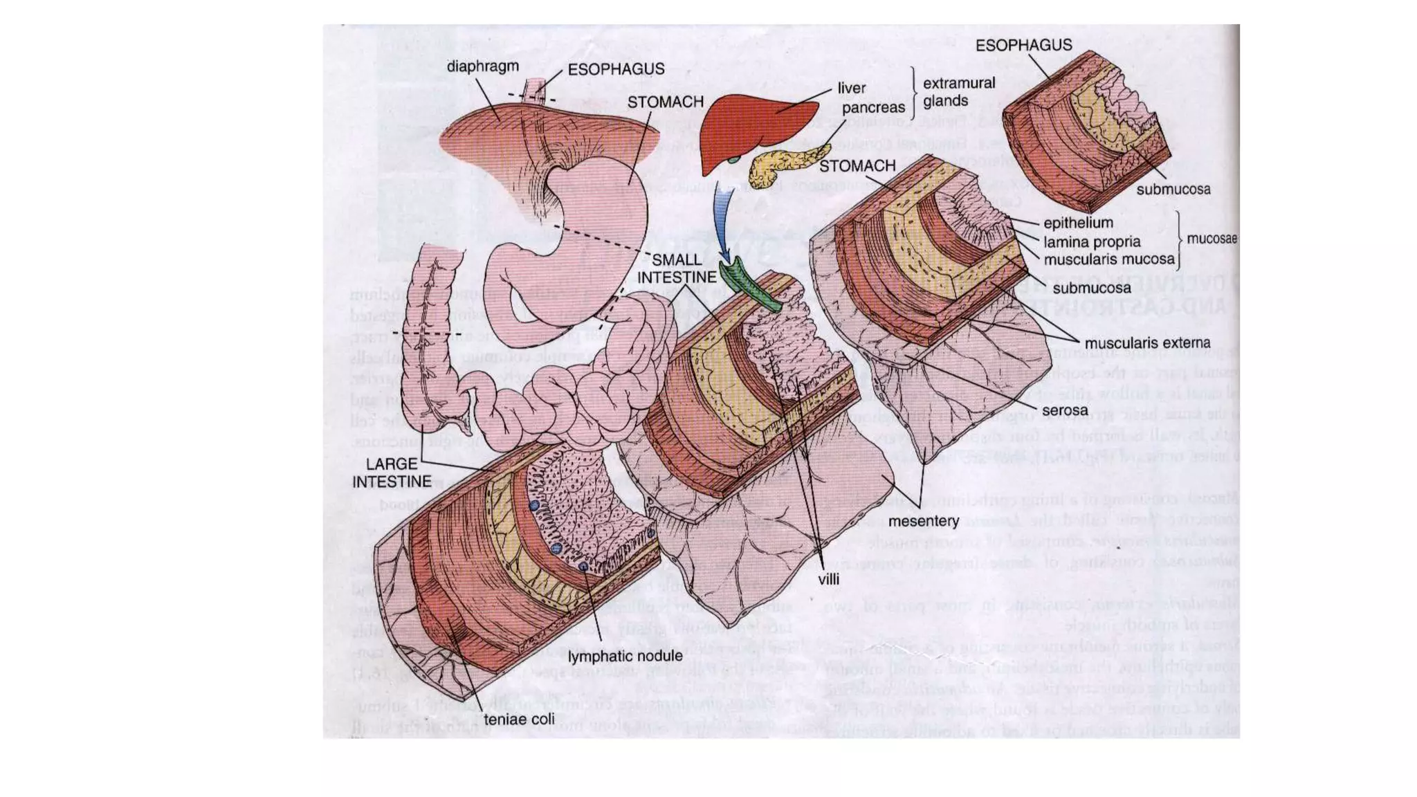 1 General anatomy of oesophagus and stomach BSc Clinicals 2019.pptx