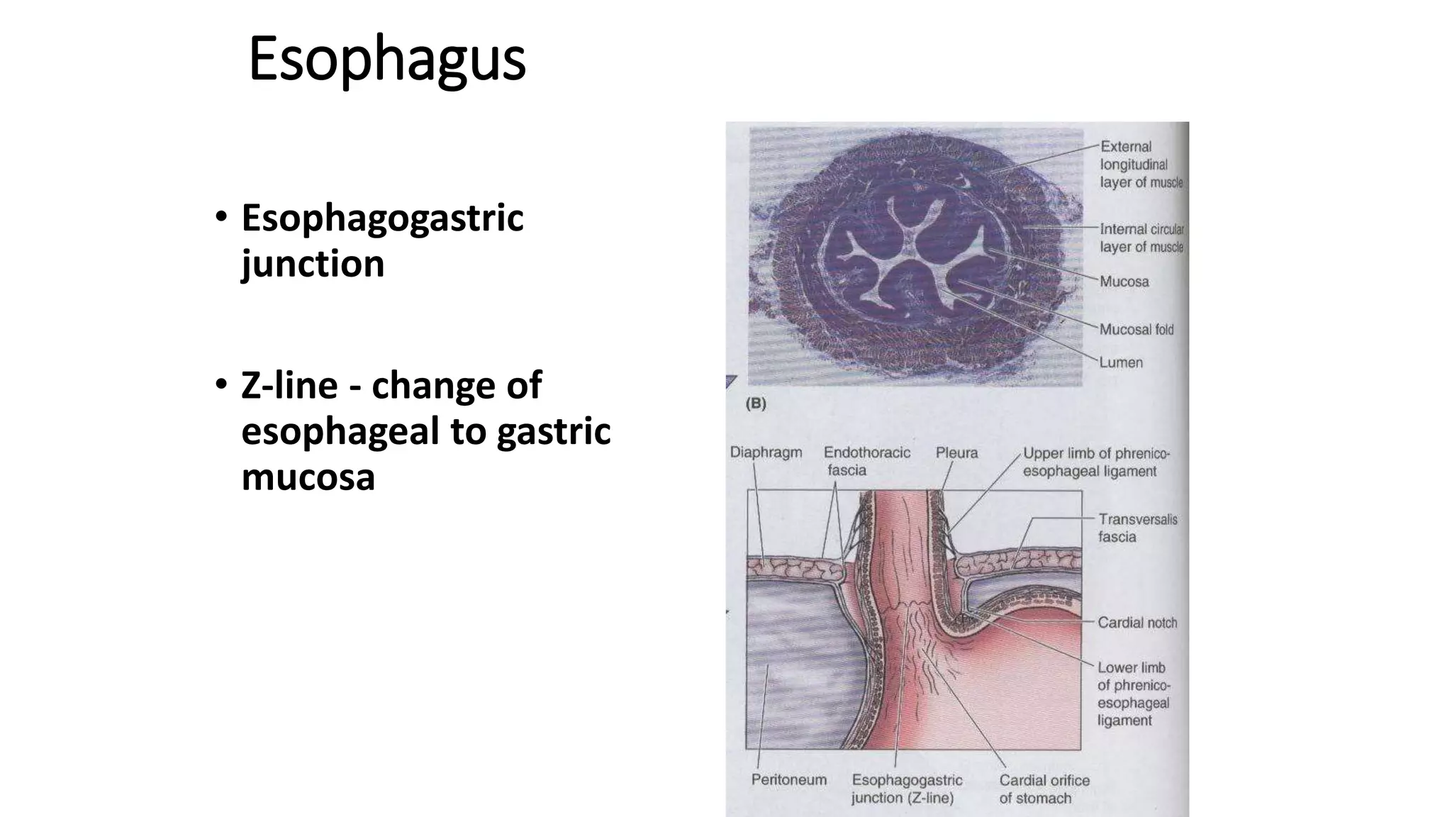 1 General anatomy of oesophagus and stomach BSc Clinicals 2019.pptx