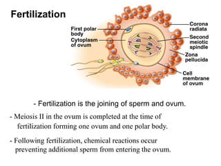 Fertilization
- Fertilization is the joining of sperm and ovum.
- Meiosis II in the ovum is completed at the time of
fertilization forming one ovum and one polar body.
- Following fertilization, chemical reactions occur
preventing additional sperm from entering the ovum.
 