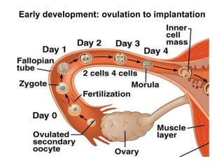 Early development: ovulation to implantation
 