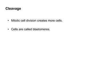 Cleavage
• Mitotic cell division creates more cells.
• Cells are called blastomeres.
 
