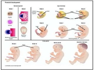 1general aspects of human prenatal development.ppt