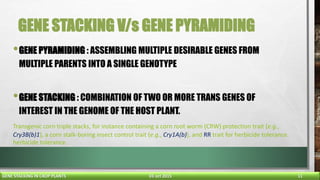 gene stacking in crop plants final | PPTX