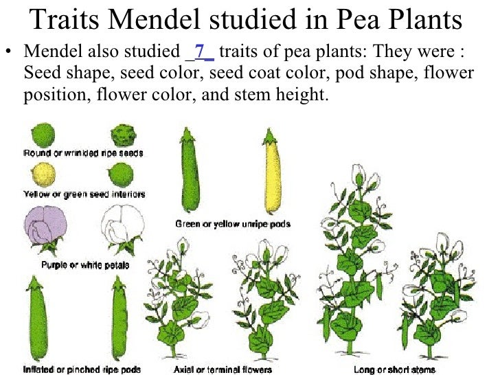Probability, Mendel, and Powerpoint