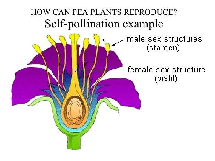 Self pollinating plants examples
