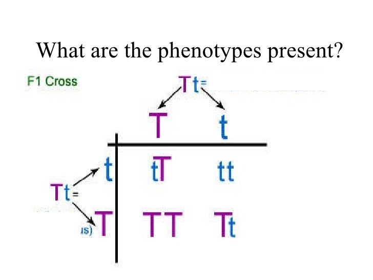 Write My Essay Online For Cheap How To Write Codominant Genotypes 2017 10 11