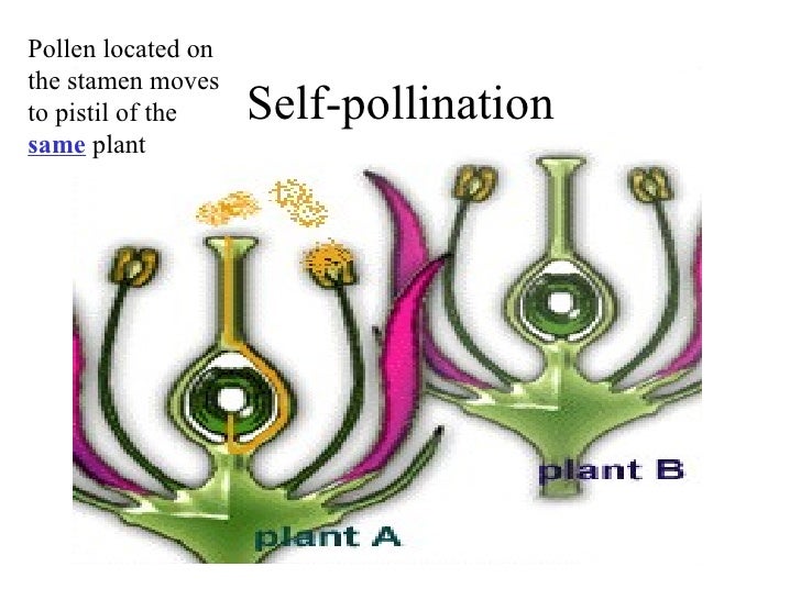 Probability, Mendel, and Powerpoint