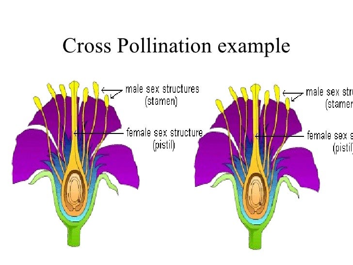 Self pollination examples