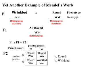 Wrinkled
P Roundx
F1
All Round
Phenotype
Yet Another Example of Mendel’s Work
F1 x F1 = F2
F2 3
/4 Round
1
/4 Wrinkled
ww WW
Ww
Genotype
Homozygous
Recessive
Homozygous
Dominant
Heterozygous
Wrinkled
ww
Round
Ww
w
Round
Ww
Round
WW
W
wWPunnett Square:
possible
gametes
possible gametes
 