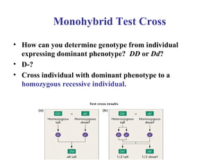 Monohybrid Test Cross
• How can you determine genotype from individual
expressing dominant phenotype? DD or Dd?
• D-?
• Cross individual with dominant phenotype to a
homozygous recessive individual.
 