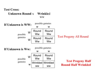 Unknown Round Wrinkledx
ww
Round
Ww
Round
Ww
W
Round
Ww
Round
Ww
W
ww
possible
gametes
possible gametes
Test Cross:
If Unknown is WW:
Wrinkled
ww
Wrinkled
ww
w
Round
Ww
Round
Ww
W
ww
possible
gametes
possible gametes
If Unknown is Ww:
Test Progeny All Round
Test Progeny Half
Round Half Wrinkled
 